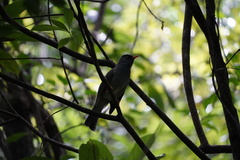 Hypsipetes borbonicus