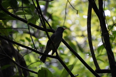 Hypsipetes borbonicus