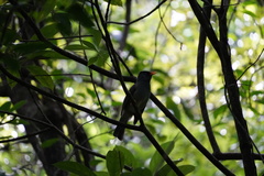 Hypsipetes borbonicus