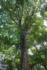 Syzygium borbonicum