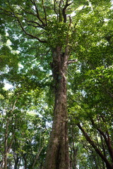 Syzygium borbonicum