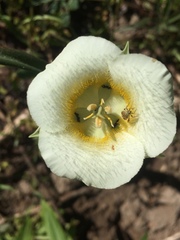 Calochortus subalpinus
