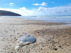 Rhizostoma octopus