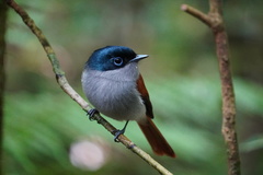 Terpsiphone bourbonnensis bourbonnensis