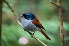 Terpsiphone bourbonnensis bourbonnensis