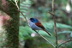 Terpsiphone bourbonnensis bourbonnensis