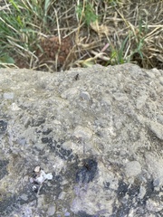 Camponotus cruentatus