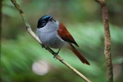 Terpsiphone bourbonnensis bourbonnensis