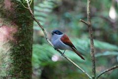 Terpsiphone bourbonnensis bourbonnensis