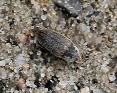 Dermestes frischii