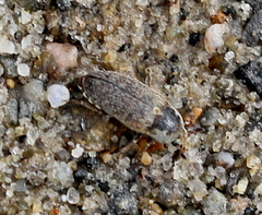 Dermestes frischii