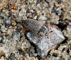 Dermestes frischii