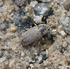 Dermestes frischii