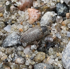Dermestes frischii