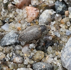 Dermestes frischii