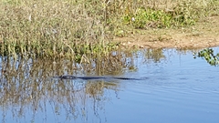 Caiman