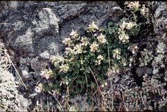 Teucrium rotundifolium