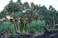 Pandanus utilis