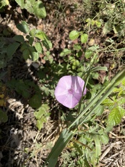 Convolvulus althaeoides althaeoides