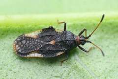 Eteoneus sigillatus