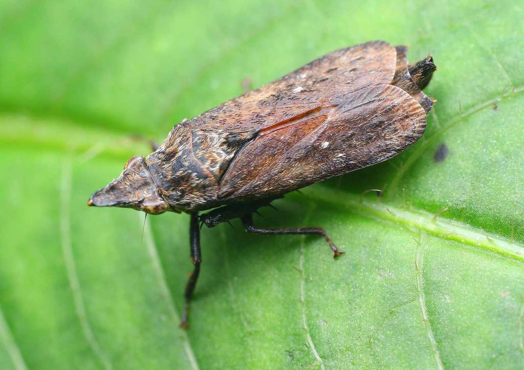 Assiringia