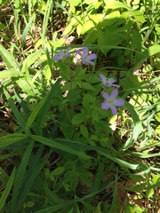 Geranium maculatum