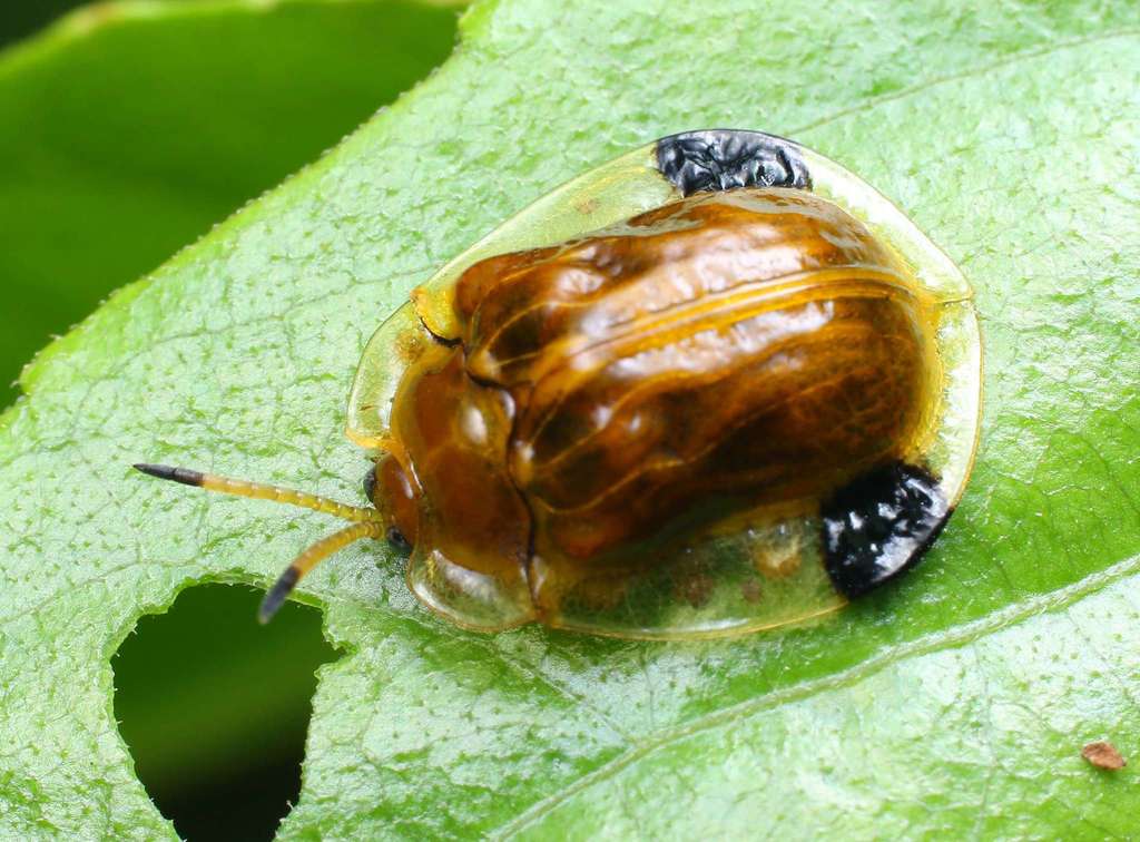 Basiprionota pudica