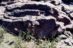 Campanula herminii