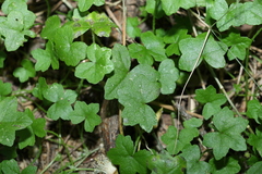 Hydrocotyle acutiloba