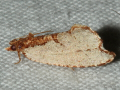 Glyphidoptera polymita