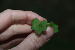 Hydrocotyle acutiloba