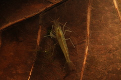Caridina typus
