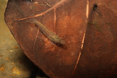 Caridina typus