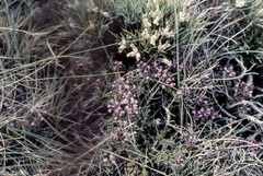 Thymus granatensis