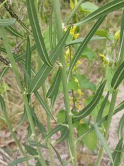 Chondrilla latifolia