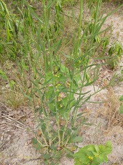 Chondrilla latifolia