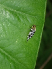 Glipa malaccana