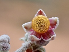 Chenopodium curvispicatum