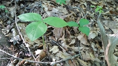 Trillium catesbaei
