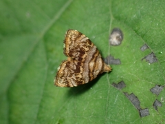 Choreutis amethystodes
