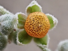 Chenopodium curvispicatum