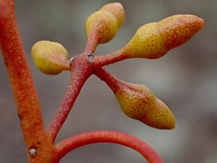 Eucalyptus oleosa