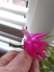 Schlumbergera buckleyi