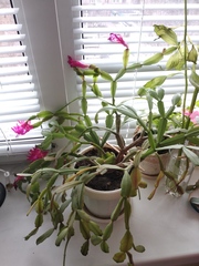 Schlumbergera buckleyi