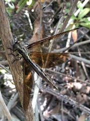 Acheron longus