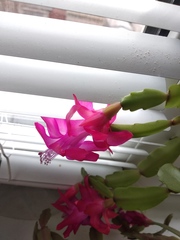 Schlumbergera buckleyi