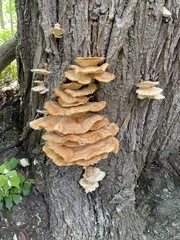 Laetiporus sulphureus