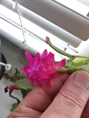 Schlumbergera buckleyi