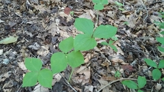Trillium catesbaei