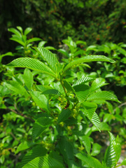 Rhamnus fallax